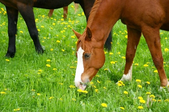 Should I Feed Herbal Supplements to My Horse?