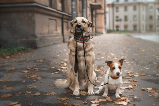 Five things to avoid doing if you want to keep your dog walker