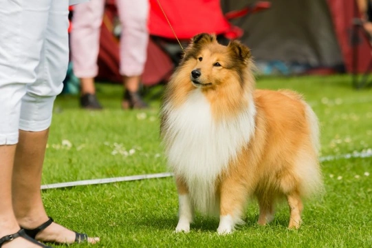 Getting your dog ready for a dog show