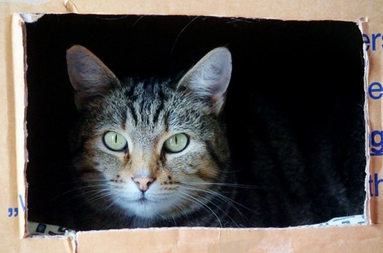 ¿Por qué a los gatos les encantan las cajas de cartón?