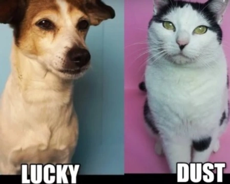 LUCKY & DUST il cane ed il gatto di ErenBlaze e Lullaby's