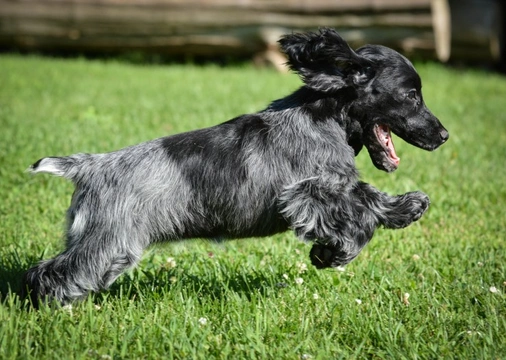 Blue rhone hot sale spaniel