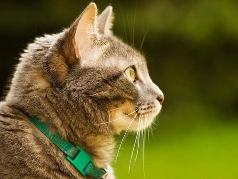 How can you help to keep your cat safe when they’re outside of the home?