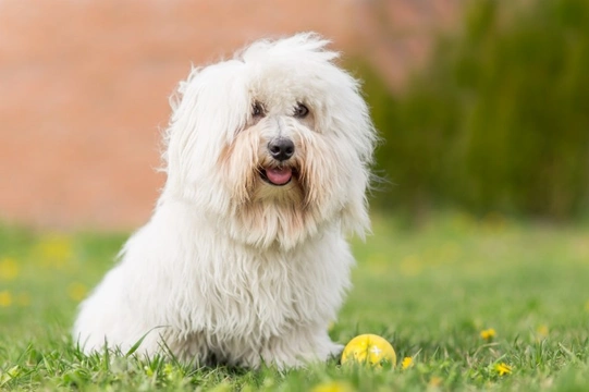 Coton de tulear for hot sale adoption