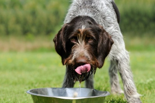 Providing water for your dog