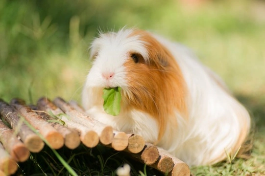 What to feed your guinea pig