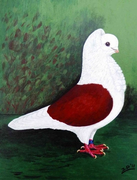 Staroněmecký racek – Nejznámější holubi 38
