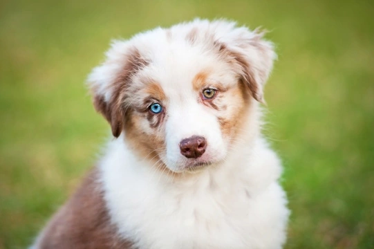 3 Beautiful Dog Breeds with Unusual Coloured Eyes