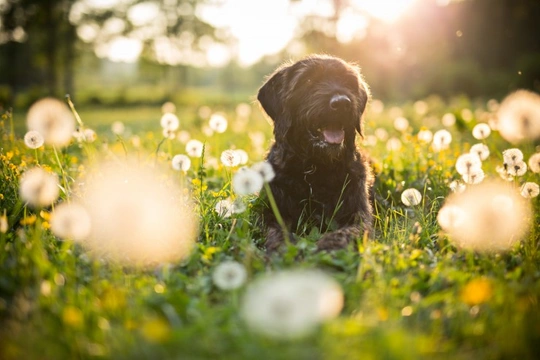 Five springtime dog care myths busted, and the truth behind them