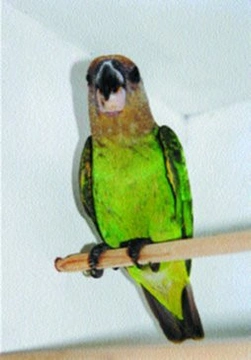 Papoušek hnědohlavý