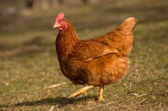 10 FAQs & Answers About Chicken Keeping