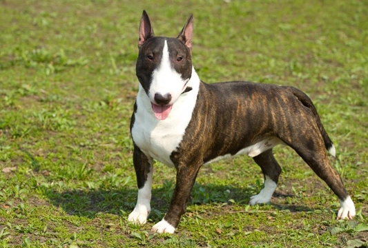Lethal acrodermatitis (LAD) DNA health testing for the English Bull Terrier dog breed