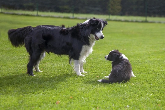 Feeding border hotsell collie puppy