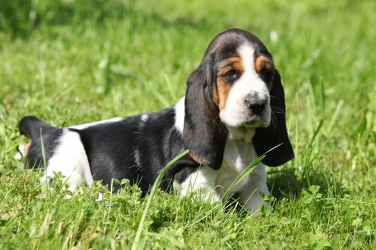 Pets4homes store basset hound