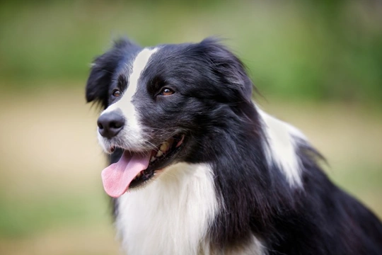 Border Collie Frequently Asked Questions