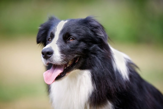 Seizures in best sale older border collies