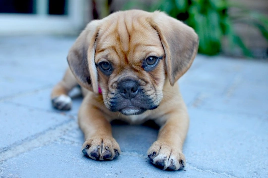 Pug beagle mix store puppy