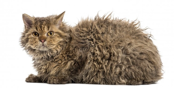 Differences Between The Devon Rex, Cornish Rex, La Perm, And Selkirk Rex