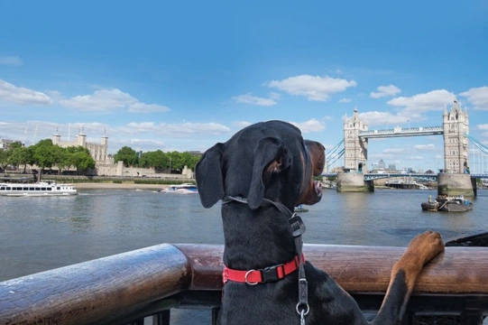 London named as the most dog-friendly city in Europe