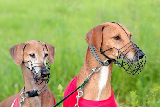 Muzzle hotsell for cockapoo