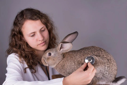Viral Haemorrhagic Disease (VHD) in Rabbits