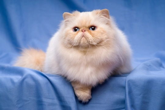 Burmese persian sale cat