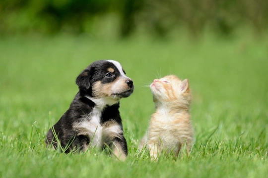 Australian shepherd with store cats