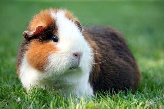 How to Deal With Common Problems in Guinea Pigs