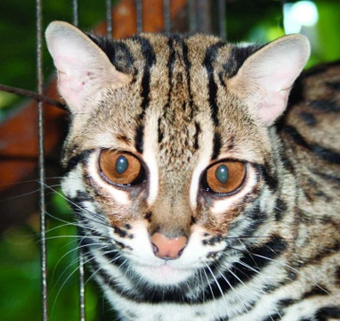 Kočka bengálská