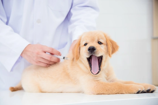 Guide to puppy vaccinations
