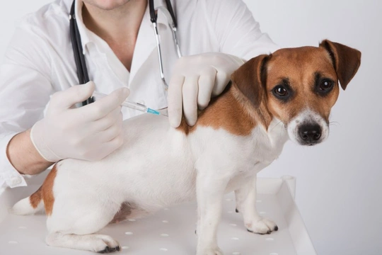 How long does the Parvovirus remain in the environment?