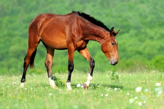 Caring For Your Horse in Summer