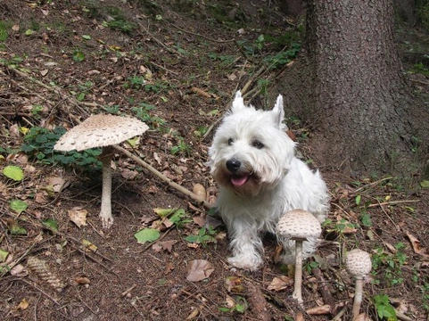 Mushroom poisoning and toxicity in dogs