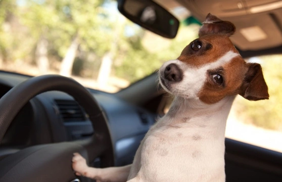 Five of the best dog friendly new cars