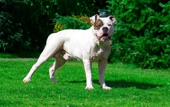 Different american best sale bulldog breeds