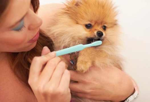 Improving your dog’s dental health for life