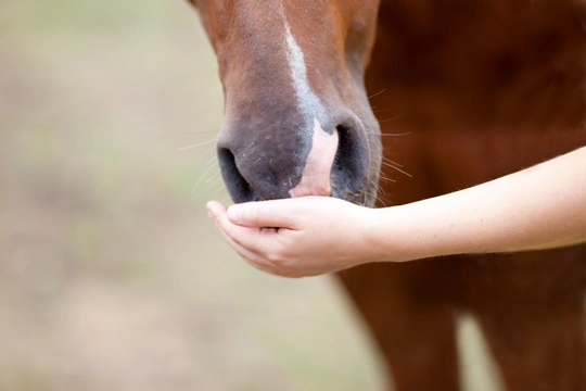 Feeding horses doesn’t have to be complicated