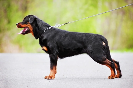 The Rottweiler and Hip Dysplasia
