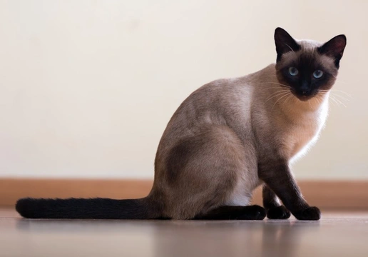 Is the Siamese cat breed becoming less popular in the UK?