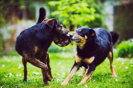 How to avoid jealousy and competition between dogs that live together