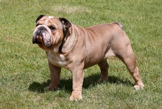 Healthy english bulldog store breeders