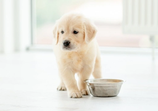 What are the very first commands you should teach a puppy, and why?