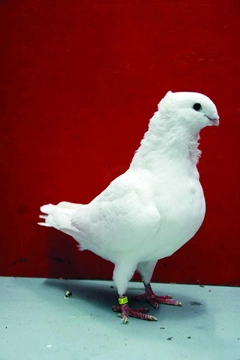 Nejznámější holubi 23 Staroholandský racek