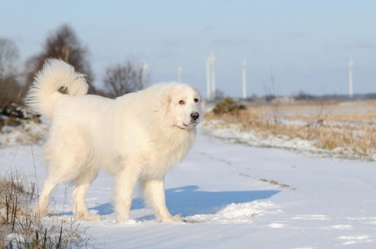 Six breeds of dog that thrive in cold weather