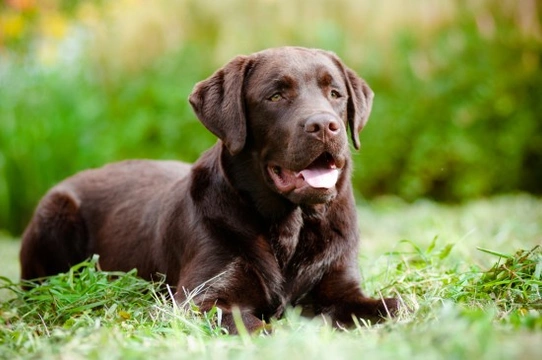 Best brush clearance for chocolate lab