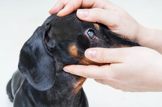 What are the most common dog eye problems, and can you prevent them?