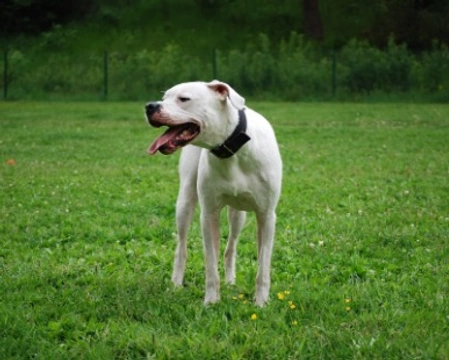 Dogo Argentino: curiosità e origini di questa razza imponente