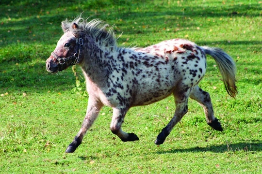 Miniappaloosa