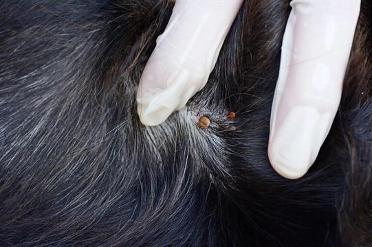 How do dogs catch fleas, ticks and other parasites?