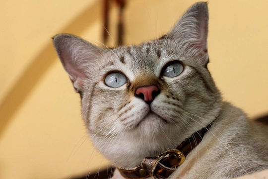 The Australian Mist cat : One of the UK’s most recently recognised cat breeds